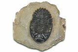 Detailed Hollardops Trilobite - Foum Zguid, Morocco #363118-3